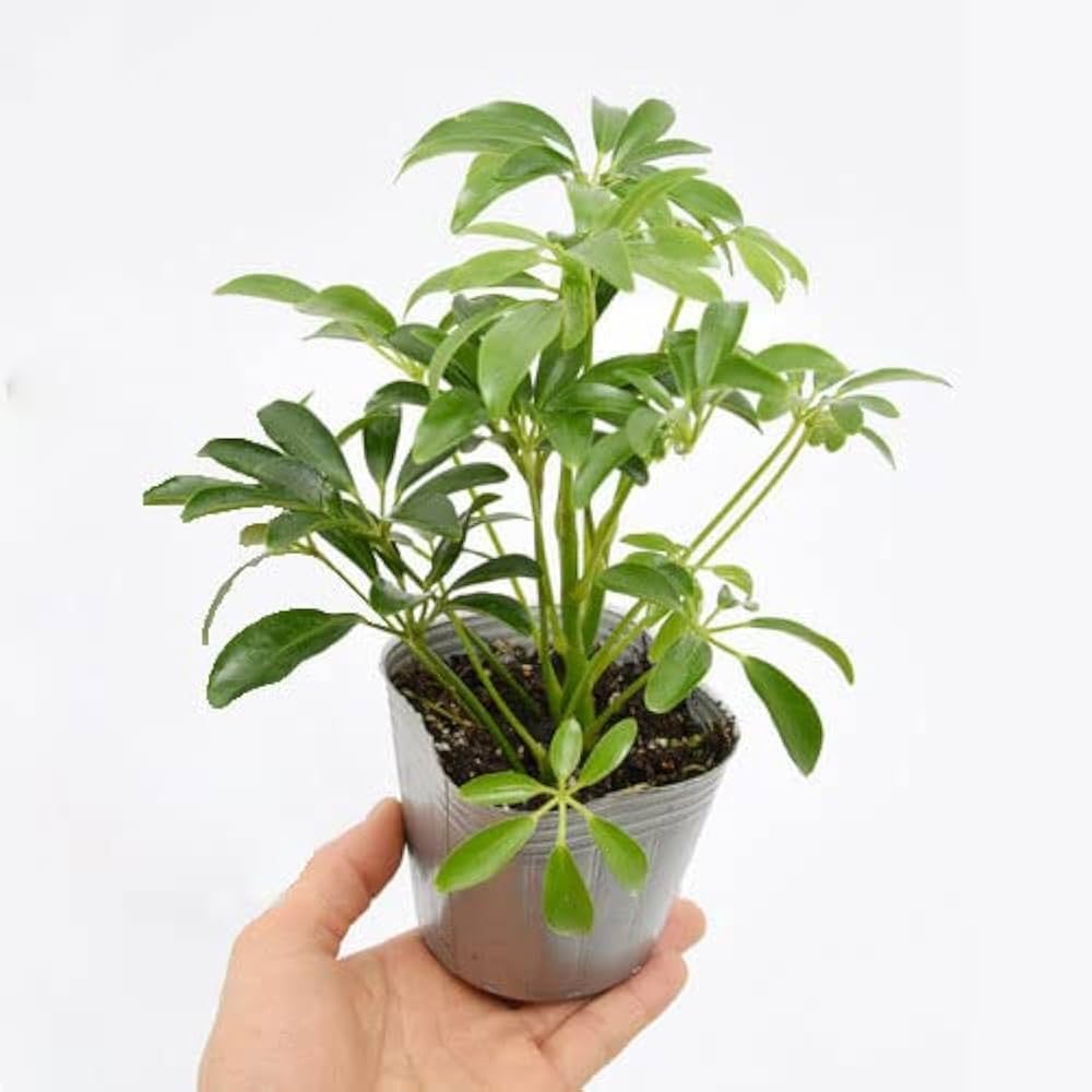 シェフレラホンコン Amazon｜（観葉植物）シェフレラ ホンコン 3号（1ポット